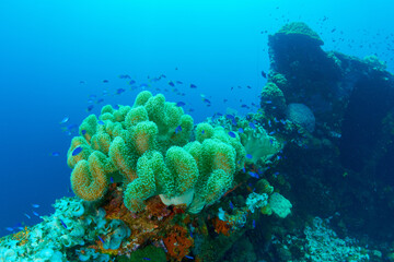 Fototapeta na wymiar Coral and blue green chromis