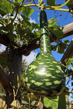 Speckled Swan Or Korba Gourd Hanging On The Vine