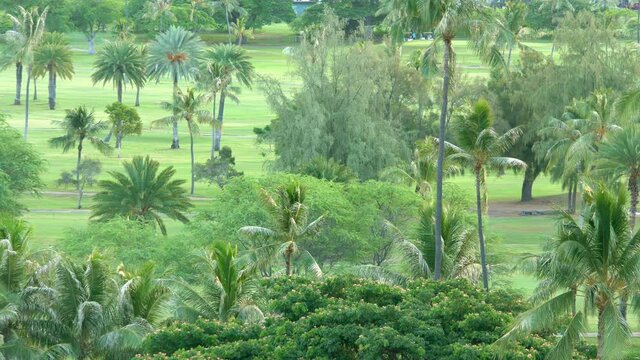 Tropical golf field in 4k
