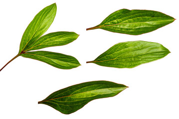 green leaves of a peony bush on a white background. set, collection