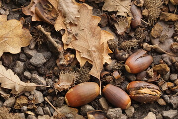 acorns and leaves in autumn