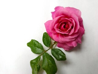 pink rose