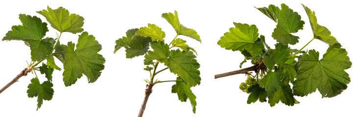 young sprout of currant with green leaves on a white background. set, collection