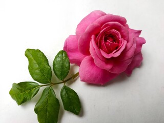 red rose on a white background