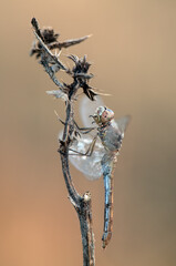 dragonfly on a blade of grass dries its wings from dew under the first rays of the sun before flight