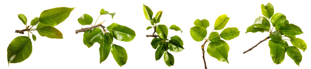pear tree branch with green leaves on a white background. set, collection