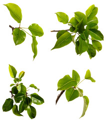 pear tree branch with green leaves on a white background. set, collection