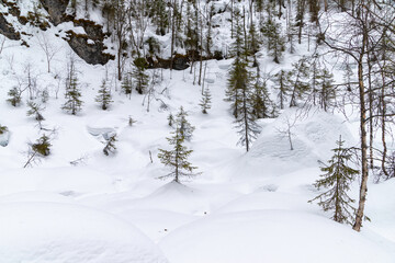Rare trees at the bottom of a sinkhole