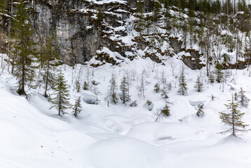 Fototapeta premium Rare trees at the bottom of a sinkhole