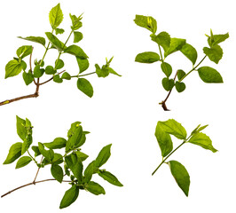 jasmine bush branch with green leaves on a white background. set, collection