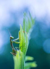 European mantis - Mantis (Mantis religiosa), Insectos, Arthropodos, Cantabria, Spain, Europe