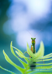 European mantis - Mantis (Mantis religiosa), Insectos, Arthropodos, Cantabria, Spain, Europe
