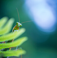 European mantis - Mantis (Mantis religiosa), Insectos, Arthropodos, Cantabria, Spain, Europe
