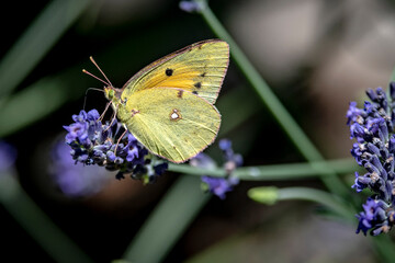 Mariposas Naturaleza