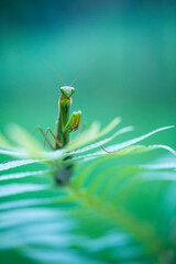 European mantis - Mantis (Mantis religiosa), Insectos, Arthropodos, Cantabria, Spain, Europe