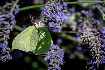 Mariposas Naturaleza