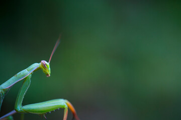 European mantis - Mantis (Mantis religiosa), Insectos, Arthropodos, Cantabria, Spain, Europe