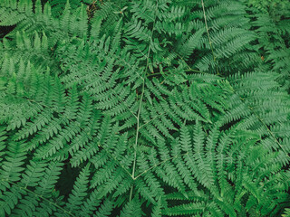 abstract green fern leaf texture, nature background, tropical leaf