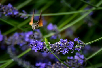Mariposas Naturaleza