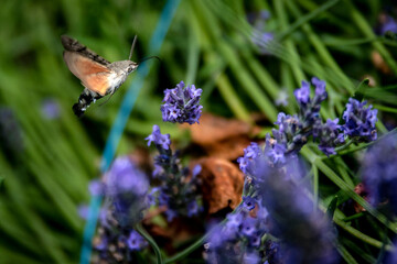 Mariposas Naturaleza
