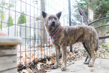 甲斐犬　犬　日本犬