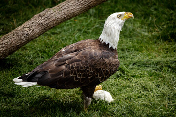 aguila ave cazando eagle ave