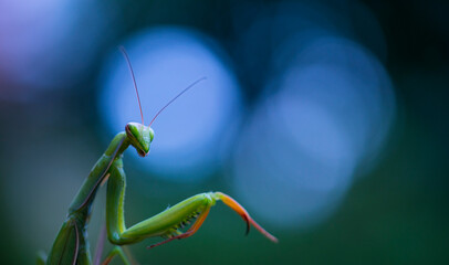 European mantis - Mantis (Mantis religiosa), Insectos, Arthropodos, Cantabria, Spain, Europe