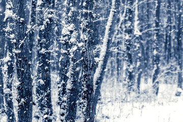 Naklejka na ściany i meble Snowfall in the winter forest, dark winter forest