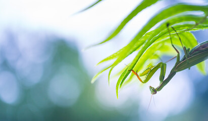 European mantis - Mantis (Mantis religiosa), Insectos, Arthropodos, Cantabria, Spain, Europe