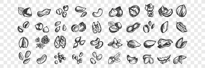 Naklejka premium Orzechy doodle zestaw. Kolekcja ręcznie rysowane szablony szkiców wzory migdałów orzechy nerkowca orzeszki makadamia cedr, pistacje, orzechy laskowe, nasiona orzechów włoskich na przezroczystym tle. Ilustracja naturalnej żywności.