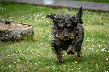 Mascota Teckel