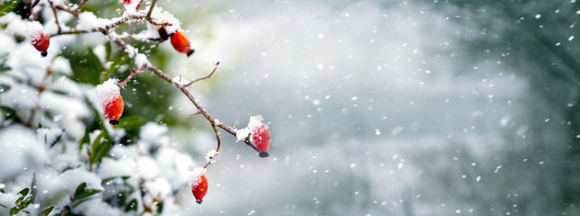 Rosehip bush with red berries in the forest on a blurred background during a snowfall, panorama © Volodymyr