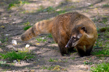 South American Coati, or Ring-tailed Coati (Nasua nasua) on ground