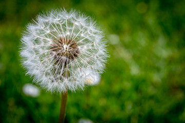 Fototapeta premium Diente de leon