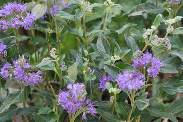 Fiori