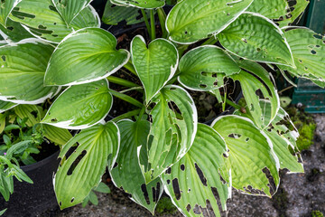 Hosta plant also known as plantain lily with snail and slug damage which is a spring summer flower herbaceous perennial stock photo image