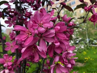 Beautiful deep pink blossom and fresh green leaves on a Malus apple tree branch. Background and copy space