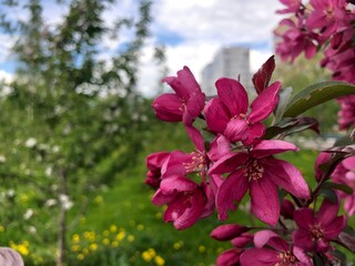 Beautiful deep pink blossom and fresh green leaves on a Malus apple tree branch. Background with sky and copy space