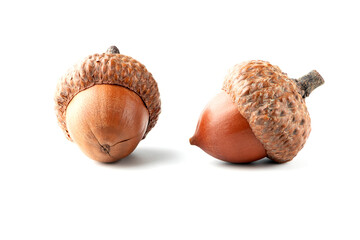 Two oak acorns isolated on white background.