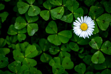 Margarita entre trevoles