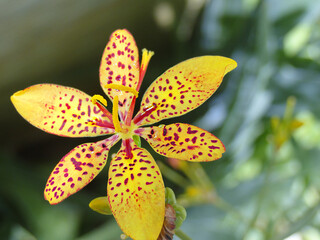 Fototapeta na wymiar orange tiger lily