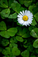 Margarita entre trevoles