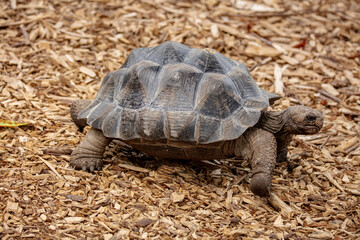 tortuga animal fauna naturaleza cesped