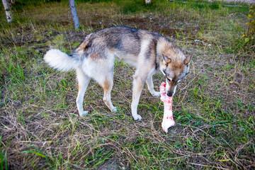A large gray and white dog with a bone, in a forest clearing