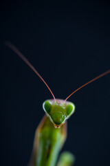 European mantis - Mantis (Mantis religiosa), Insectos, Arthropodos, Cantabria, Spain, Europe