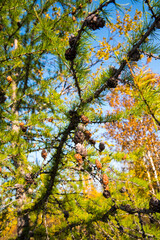 Spruce with cones against the sky, close-up