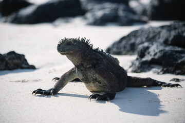 Galápagos marine iguana on the white sand beach