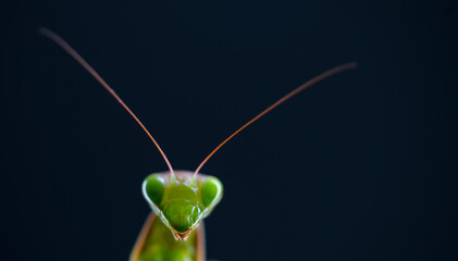 European mantis - Mantis (Mantis religiosa), Insectos, Arthropodos, Cantabria, Spain, Europe