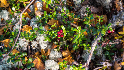 Blueberries, cranberries in the forest
