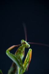 European mantis - Mantis (Mantis religiosa), Insectos, Arthropodos, Cantabria, Spain, Europe